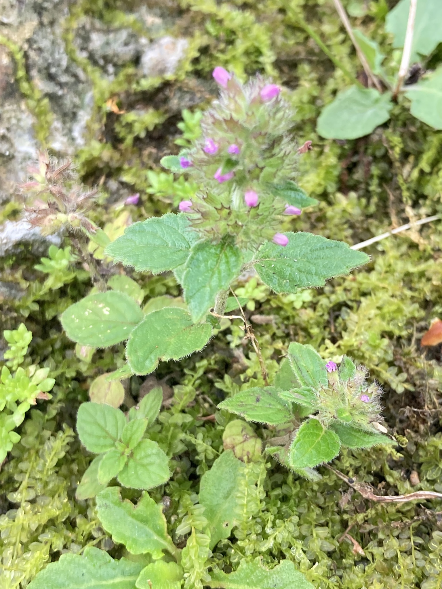 kuntze)是唇形科风轮菜属多年生草本植物,高1米.