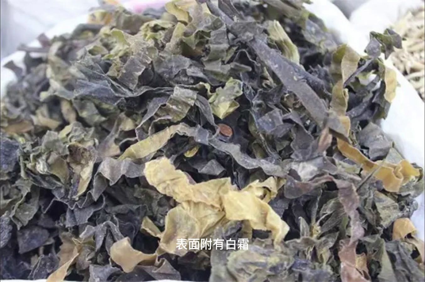 昆布 海带目翅藻科植物 百度百科