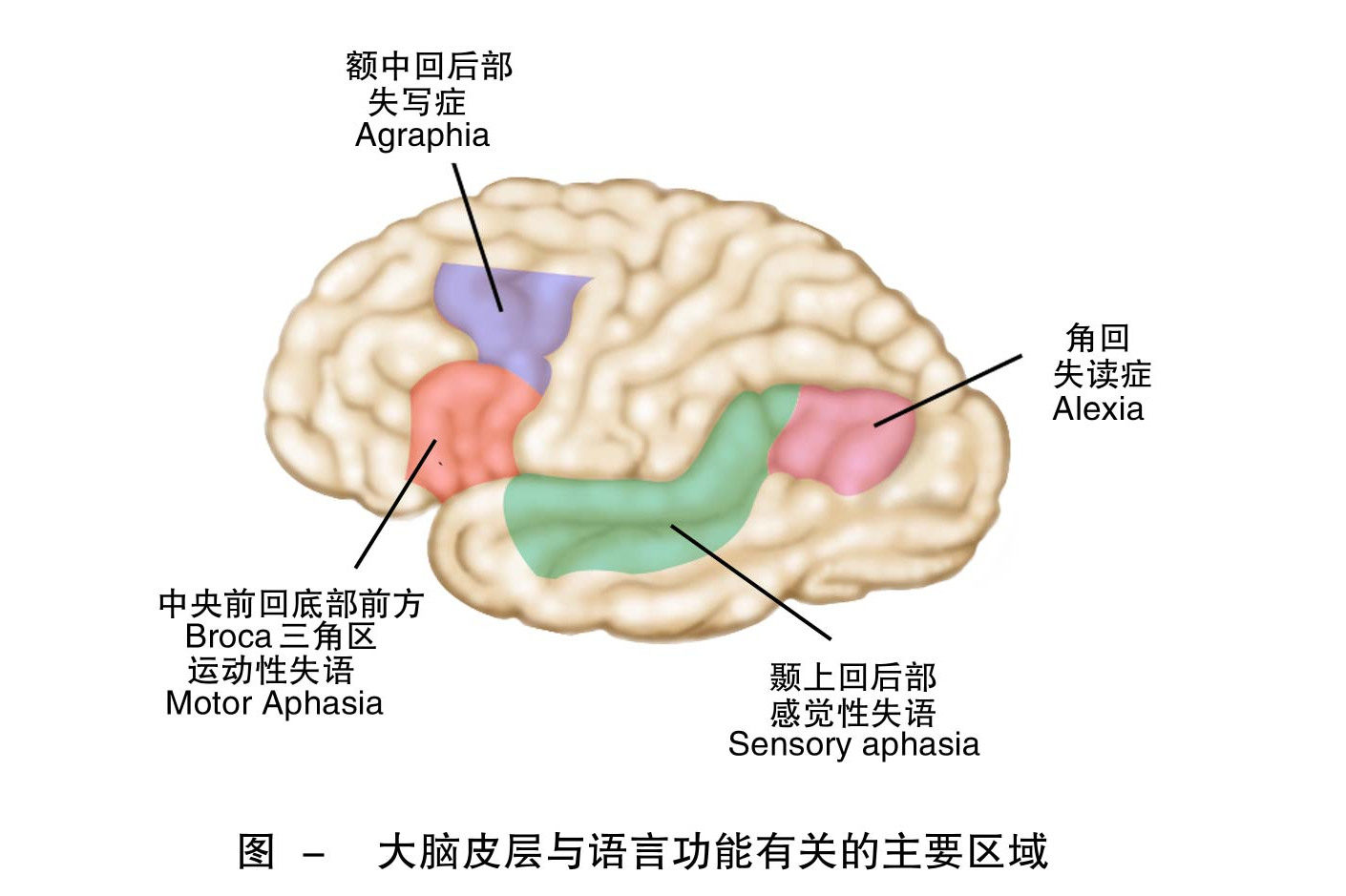 ">语言中枢是人类 a target="_blank" href="/item/大脑皮质/3237306"