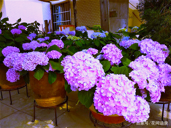 养绣球花 6月份做好这5点 开出美美大花球 来年花更旺 百科ta说