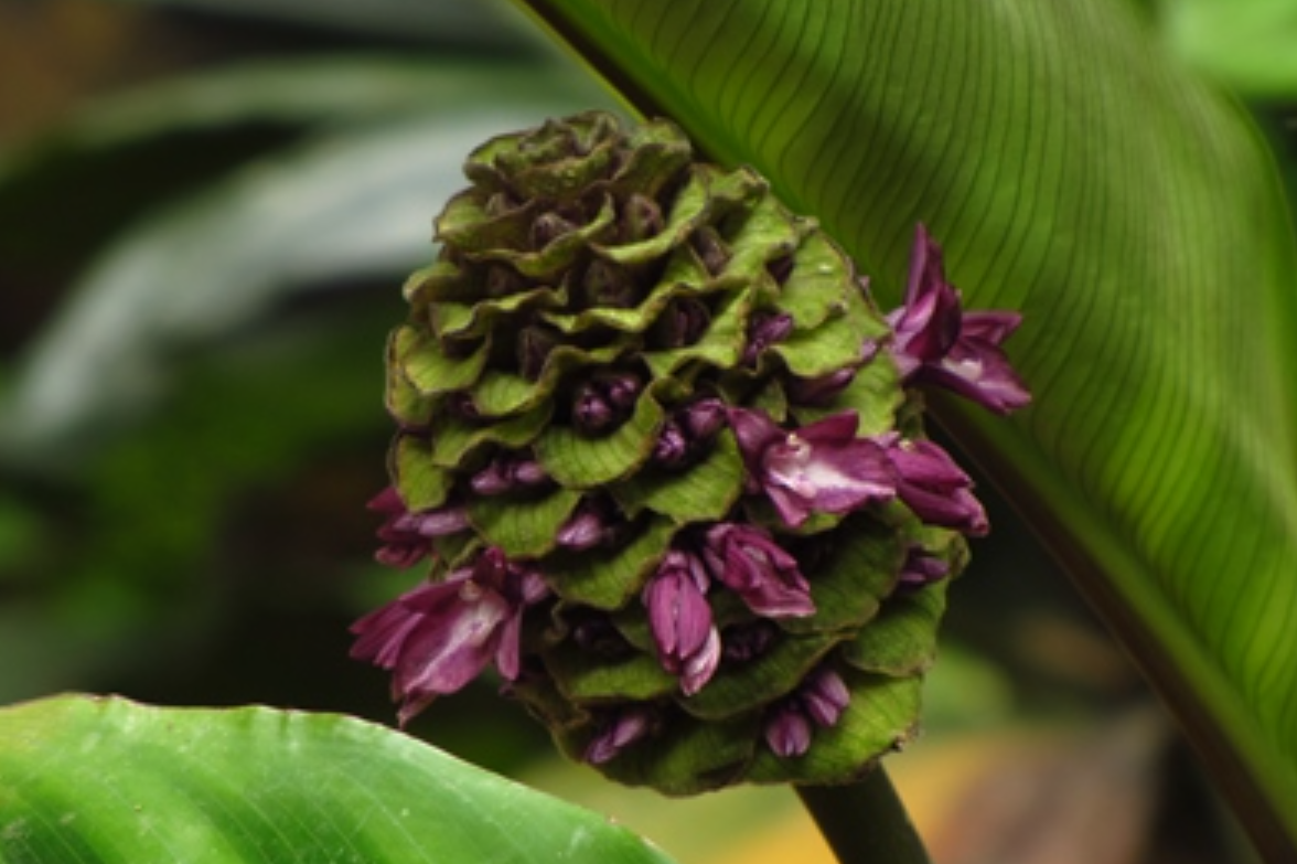 href="/item/肖竹芋属">肖竹芋属 /a>多年生中等大草本植物,株高可达1