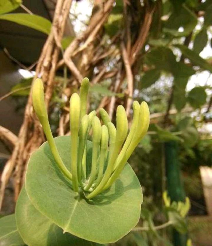 盘叶忍冬是一种什么样的植物 百科ta说