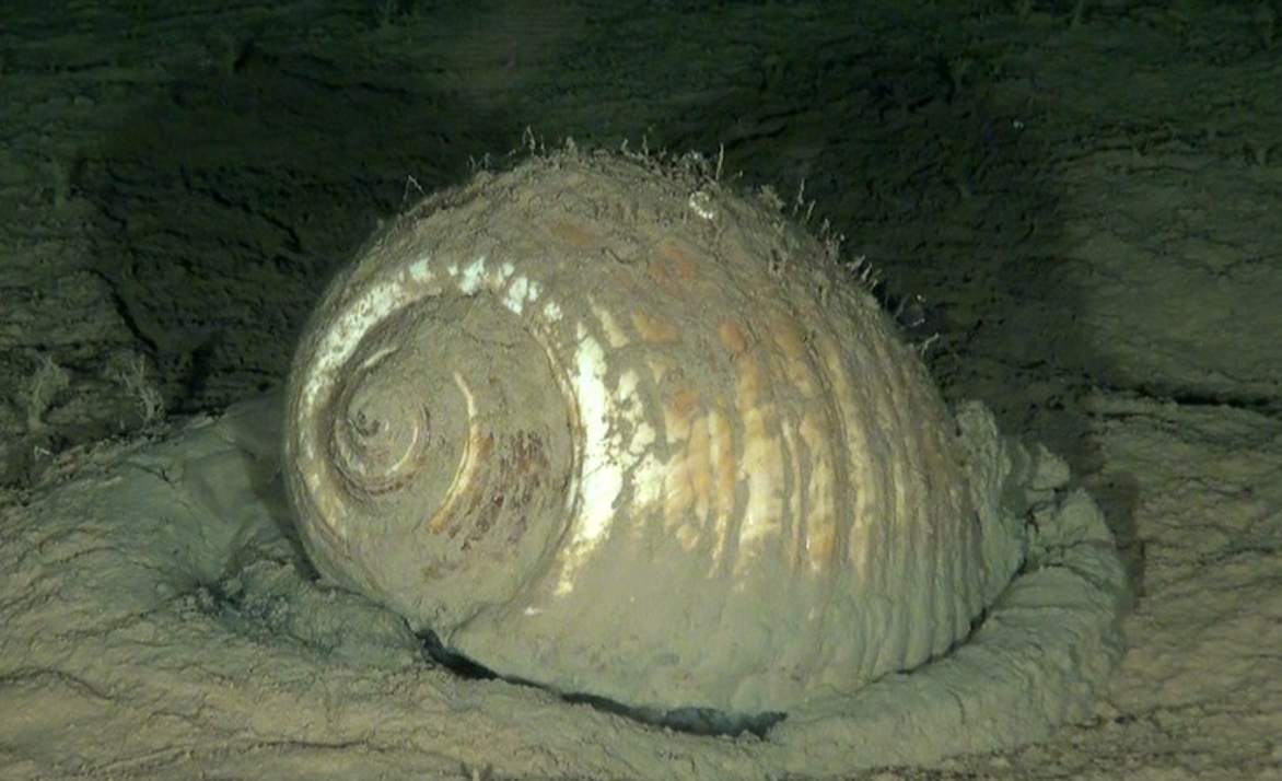  p>栗色鹑螺(学名: i>tonna galea /i>):是玉黍螺目,鹑螺科,鹑螺属的