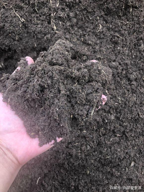立春过后养花 自己学会配土 有机质含量高 种月季很好用 百科ta说