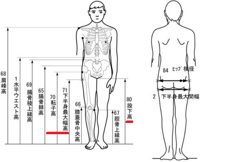 身材比例