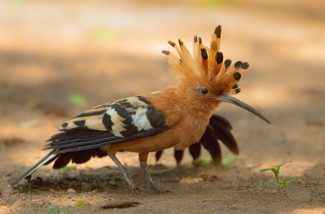 p>非洲戴胜(学名: i>upupa africana /i>):是戴胜科,戴胜属鸟类.