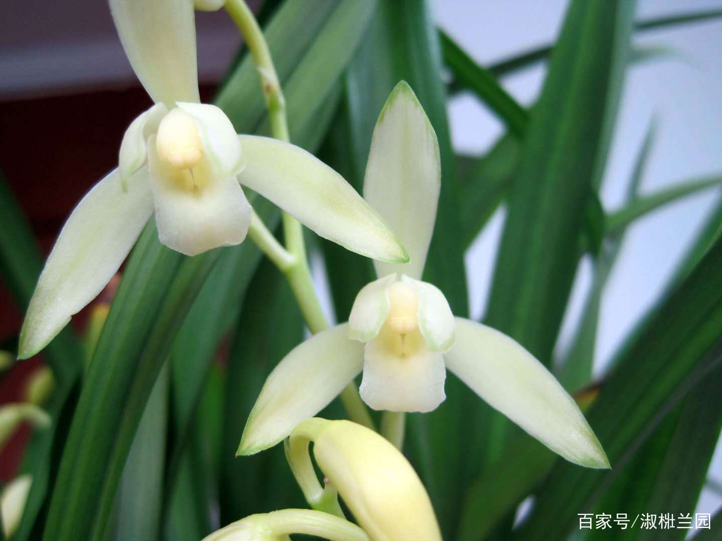 兰花娱乐欣赏，建兰名花青山玉泉，香港选育在台湾推广适合新手种_百科TA说