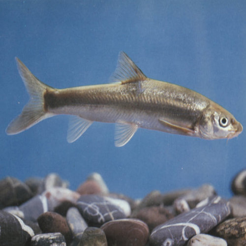  p>塔里木裂腹鱼, i>schizothorax  /i>(racoma)  i>biddulphi  /i>