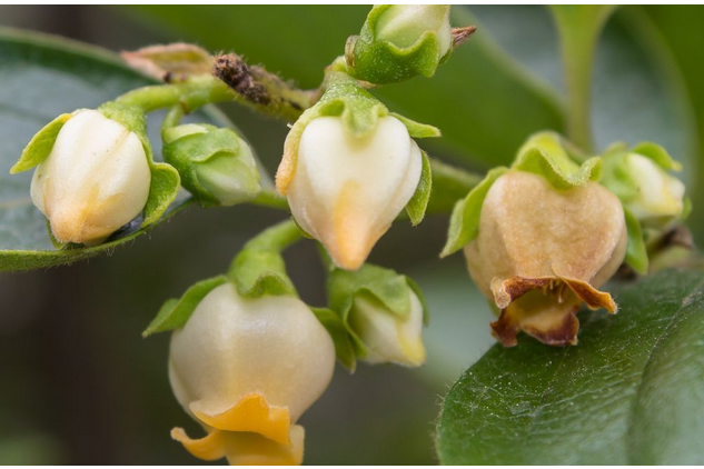 柿子花