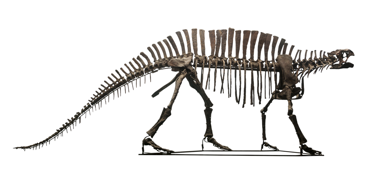 无牙芙蓉龙骨架