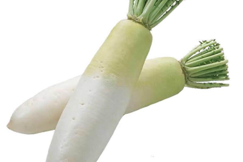  p>象牙白萝卜(学 名  raphanus sativus l.) 从日本引进.