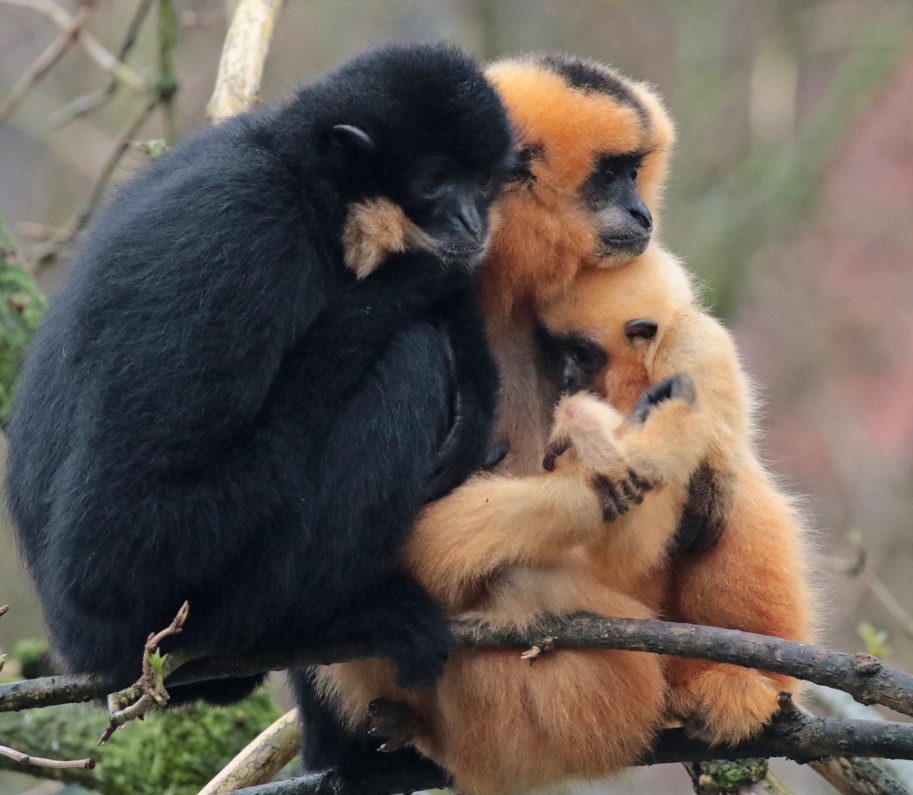  p>黑冠长臂猿属(学名: i>nomascus /i>):是灵长目,长臂猿科下的一属