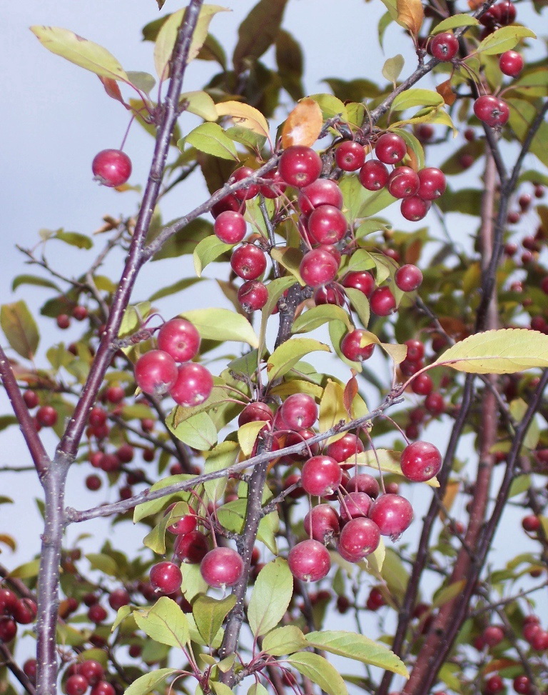 p>高原之火海棠(学名: i>malus 'prairfire' /i>)是