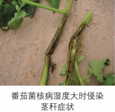 番茄菌核病