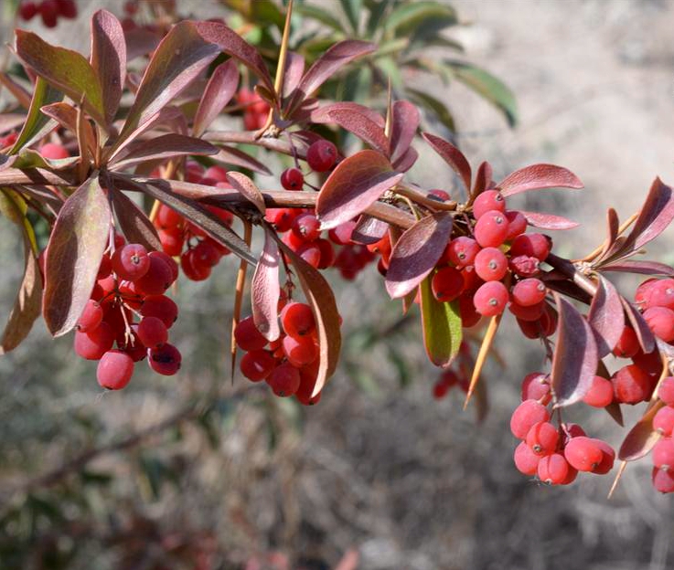 红果小檗