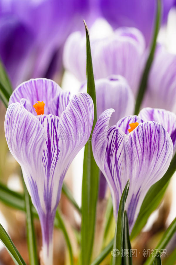  p data-id="txtpjl0wa3ey">番红花( i>crocus sativus /i> l.