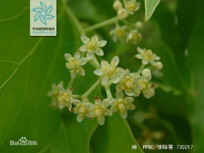 国家二级重点保护野生植物，多个省市的市树-樟_百科TA说