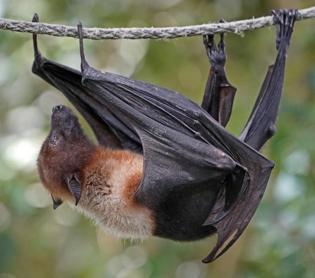 非洲小狐蝠