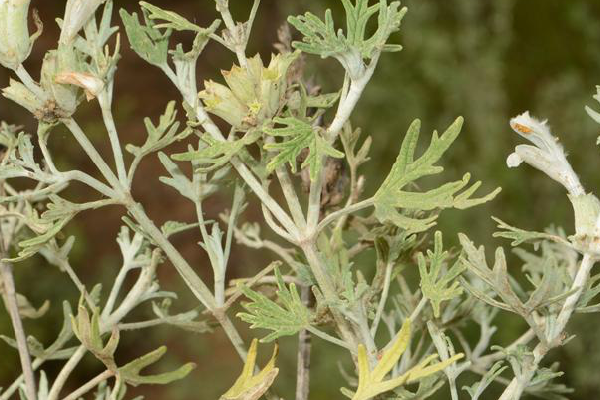 阿拉善脓疮草,拉丁学名 labiatae,又称白龙