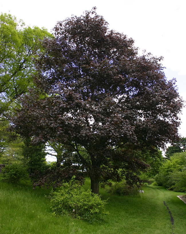 39;crimson king' /i>)是槭树科,槭属,挪威槭下的一个品种