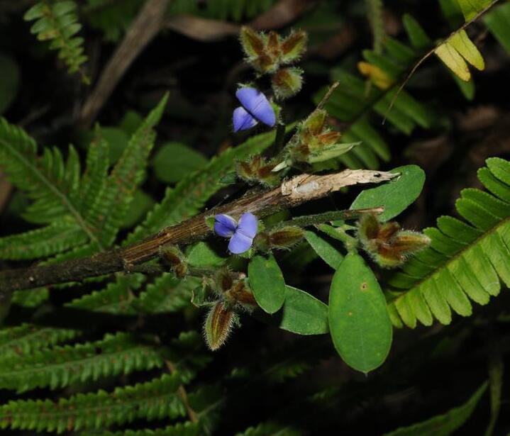  p>紫花野百合(学名: i>crotalaria sessiliflora /i> l.