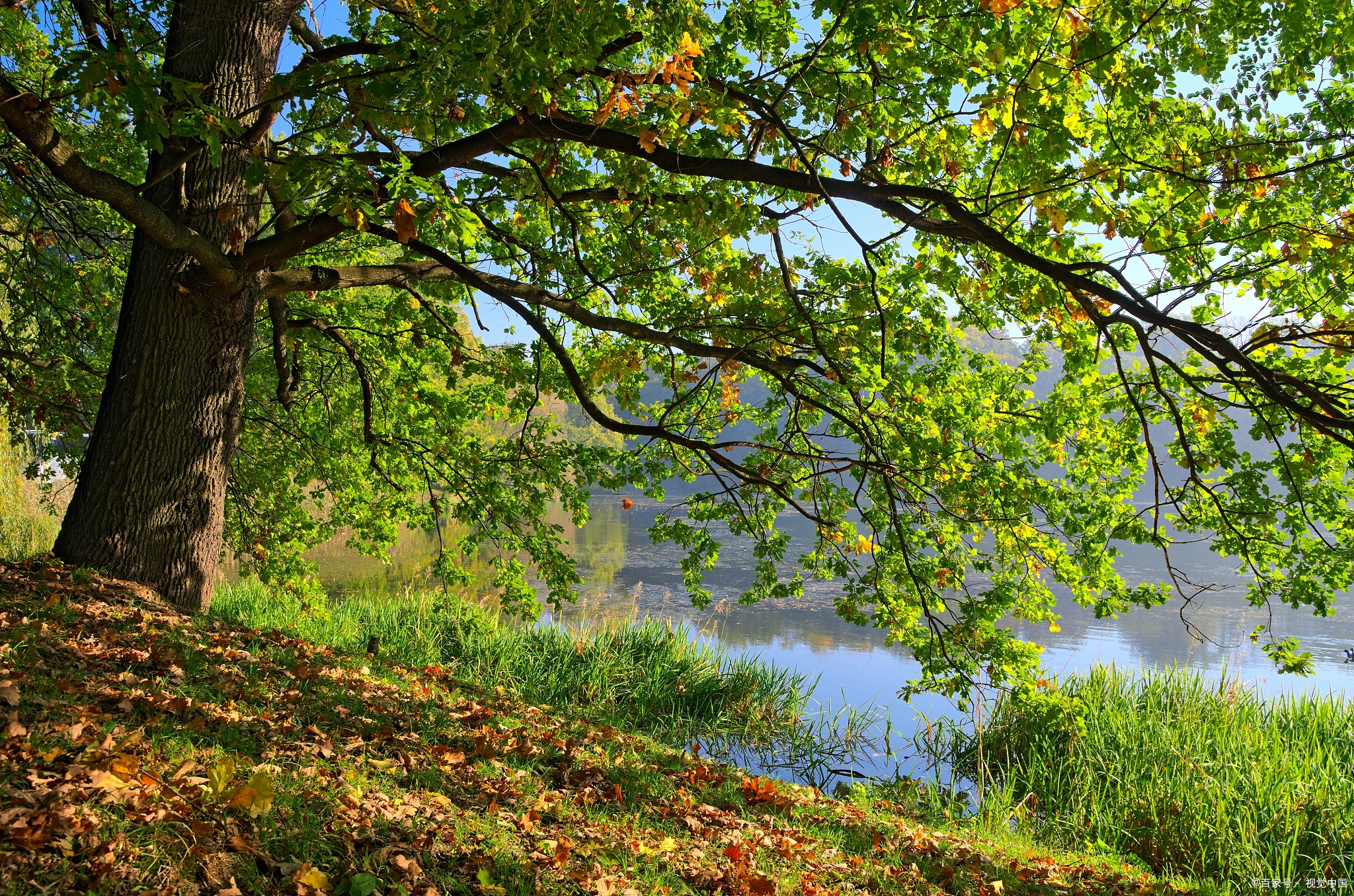 初夏绿荫诗词五首 闲过绿阴深院 榴花更胜一春红 百科ta说