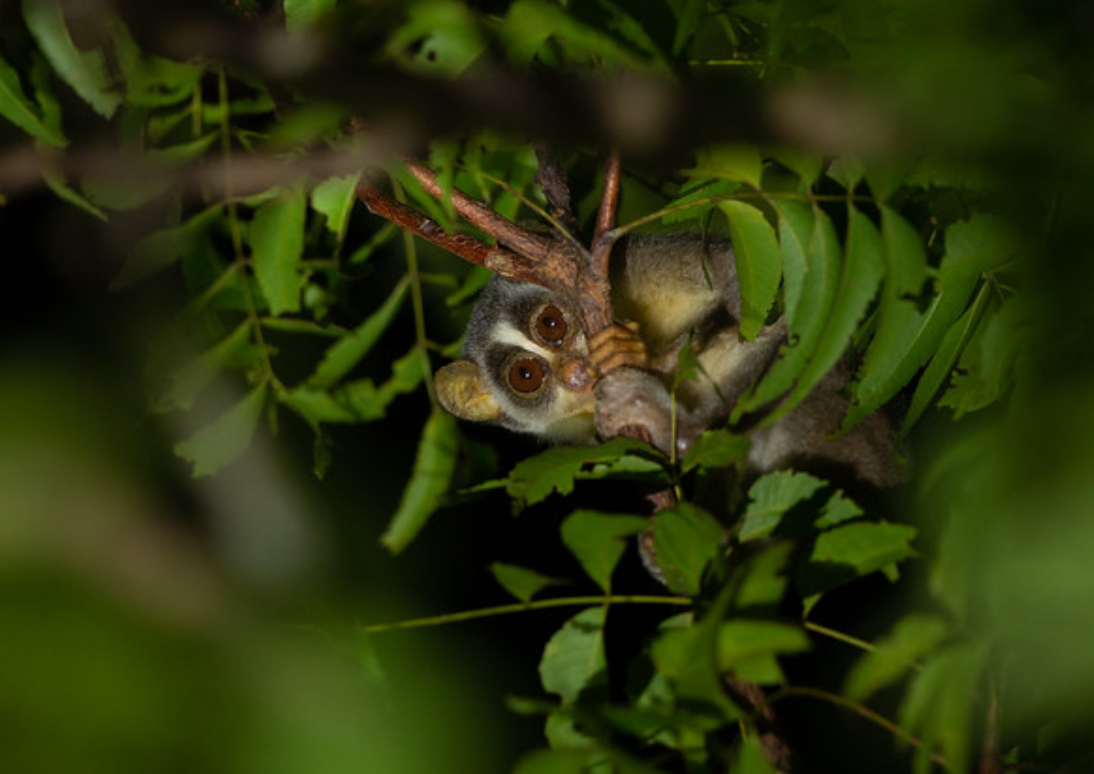  p>灰懒猴(学名: i>loris lydekkerianus /i>):是哺乳纲,懒猴科的一种