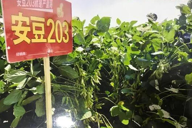 安豆203
