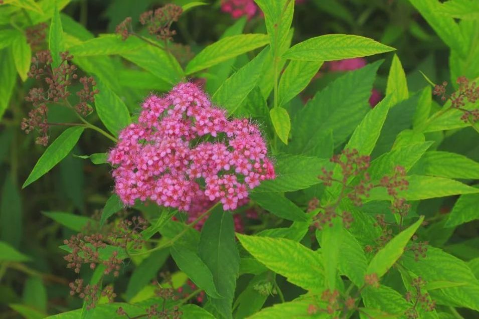 粉花绣线菊光叶变种