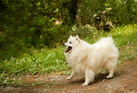 银狐犬（原产于日本的独立犬种）_百度百科