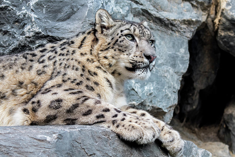 p>雪豹(panthera uncia 或 uncia uncia,英语:snow leopard,是一种