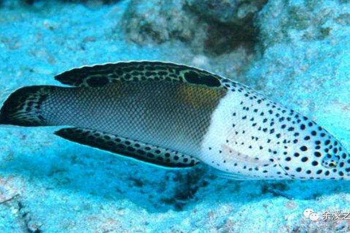 睛斑扁隆头鱼