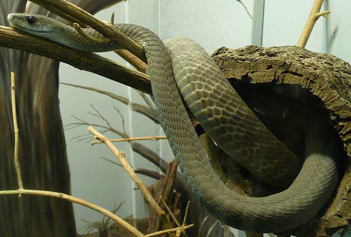  p>黑曼巴蛇(学名: i>dendroaspis polylepis /i>