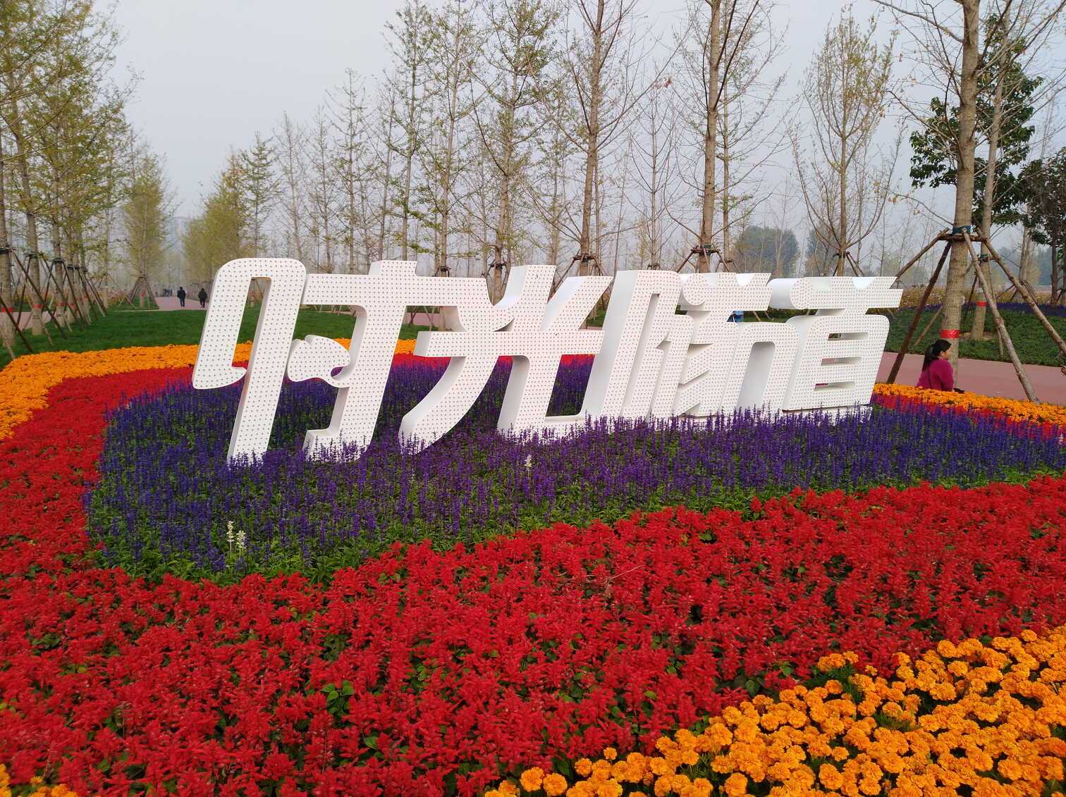 大厂万亩银杏林