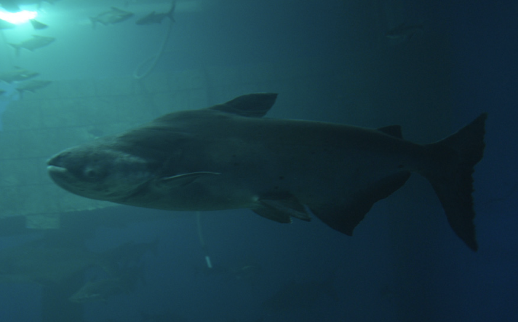  p>湄公河巨型鲶鱼(学名: i>pangasianodon gigas /i>)是𩷶科