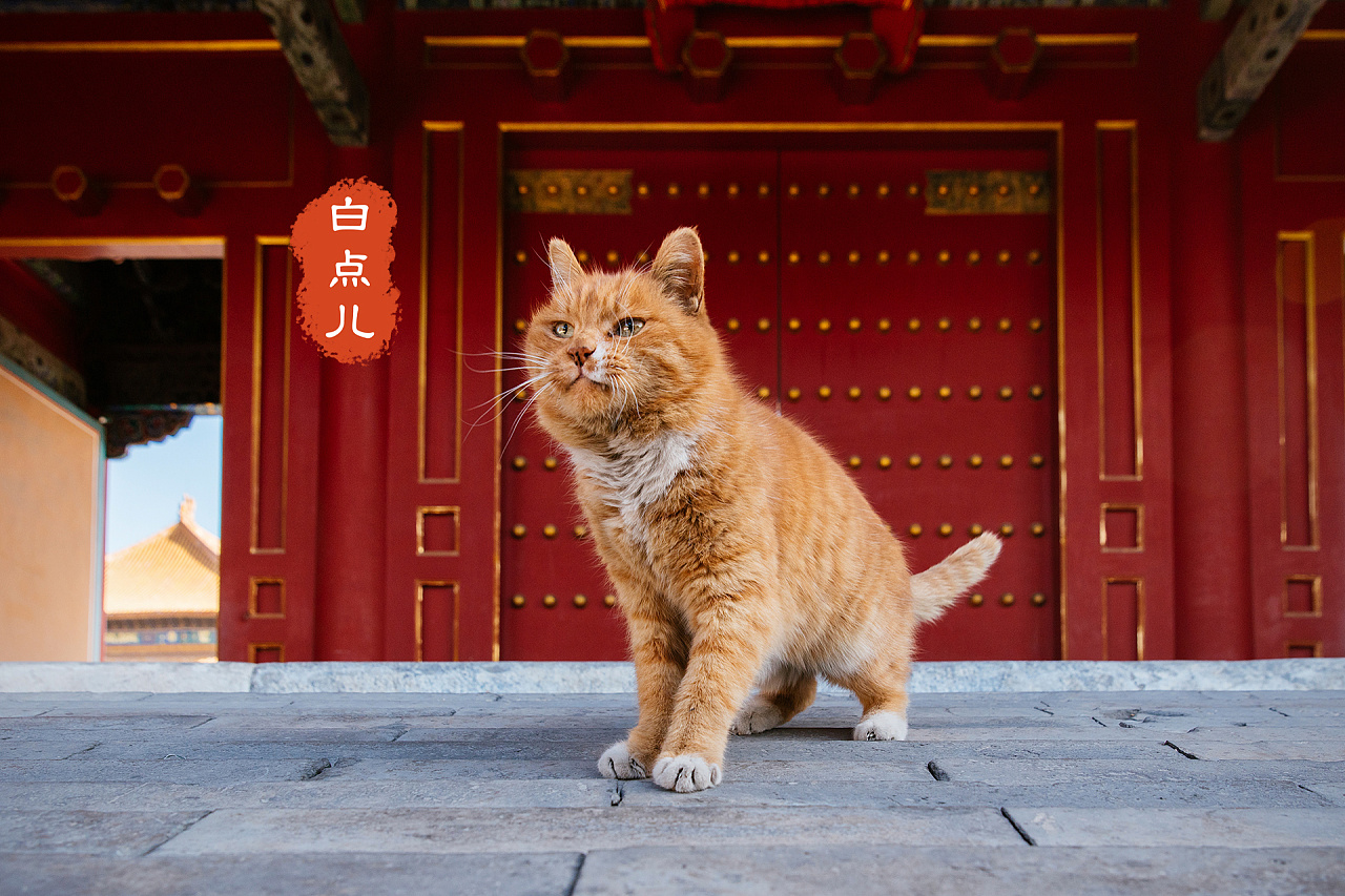 故宫猫