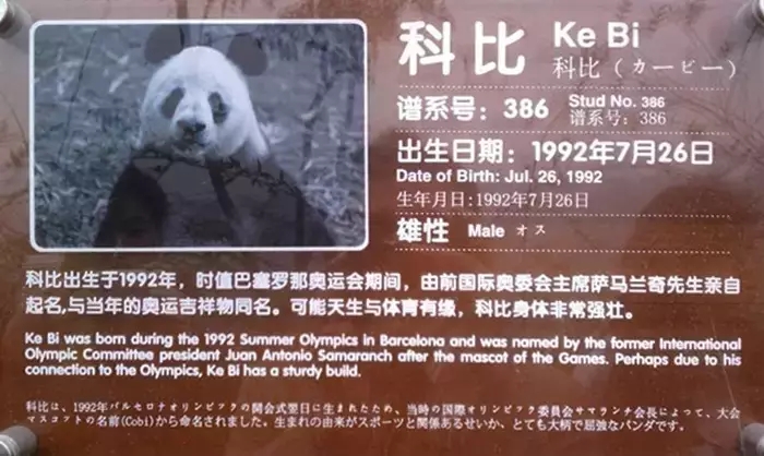 telwwjdrg6lc">科比 i>(1992年7月26日-2017年2月2日) /i>,雄性大熊猫