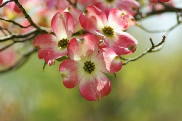  p>日本四照花(学名: i>cornus kousa /i> f.