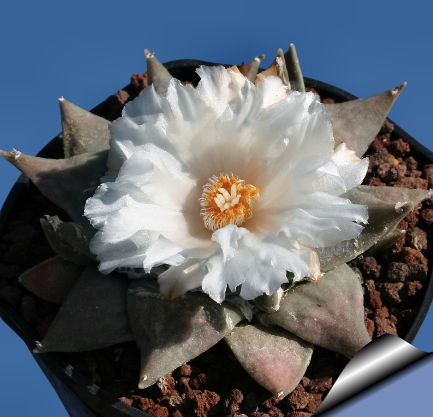 是仙人掌科,岩牡丹属多年生草本多浆植物.