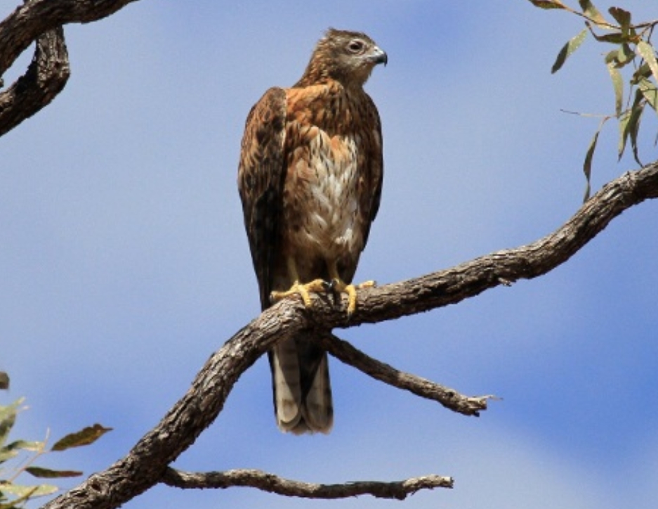  p>赤鹰(学名: i>erythrotriorchis radiatus /i>):为鹰科,赤鹰属的一