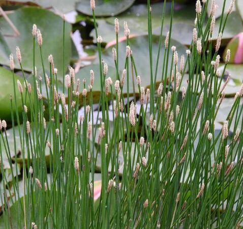 f.) trin.)是莎草科,荸荠属植物.