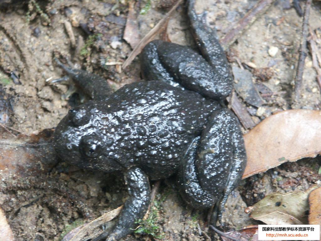 bi-lump spined-breasted frog