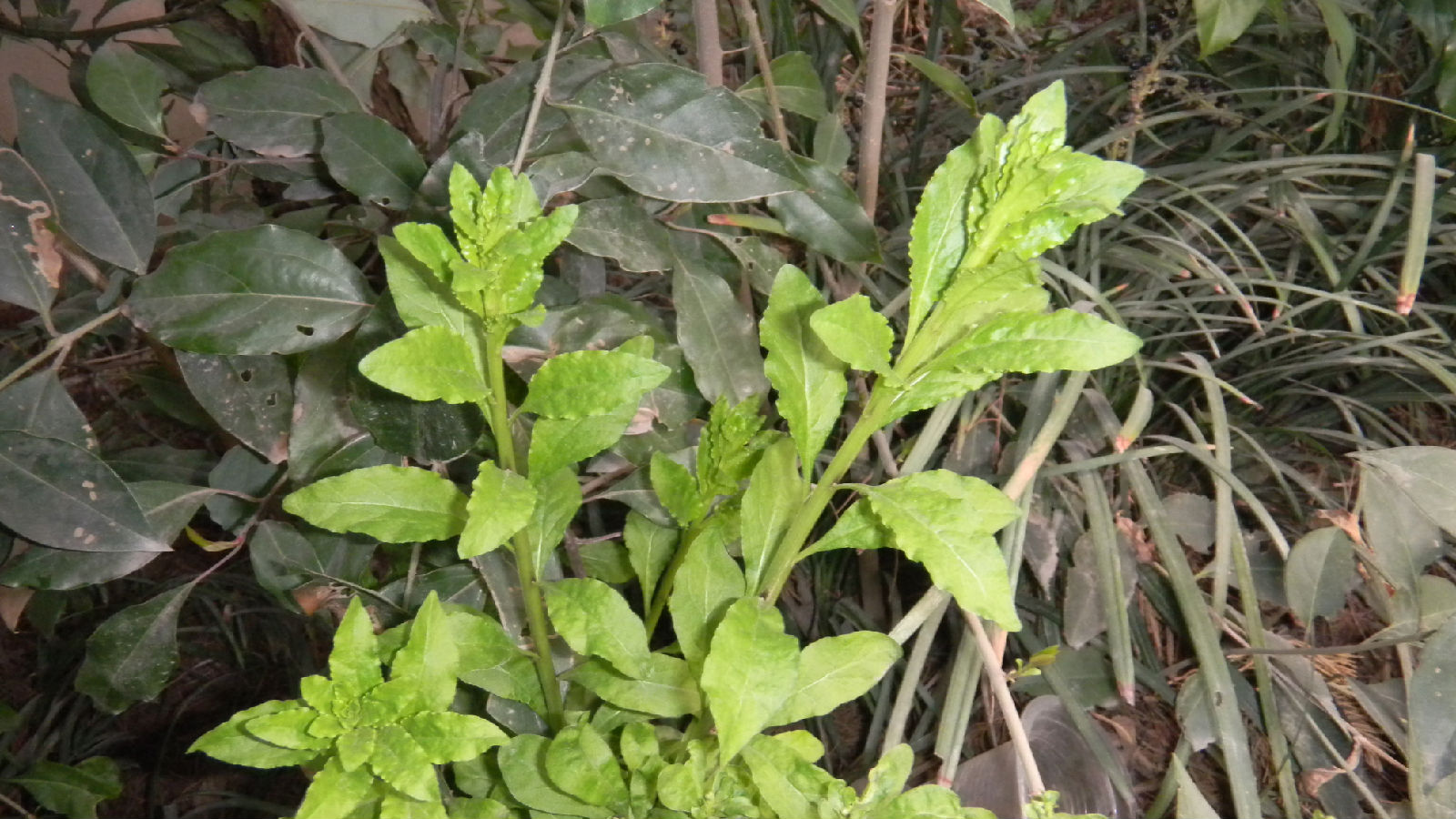 kochia scoparia (l.) schrad.