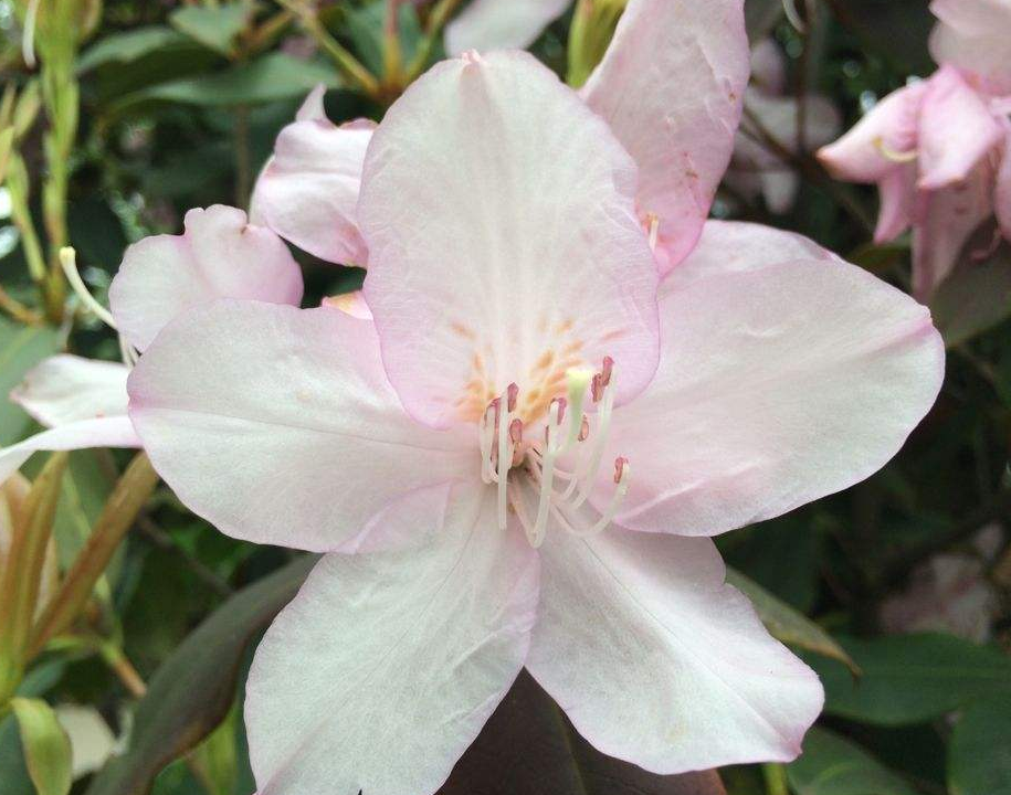  p>素方花(学名: i>jasminum officinale /i> l.)是木犀科素馨属植物.