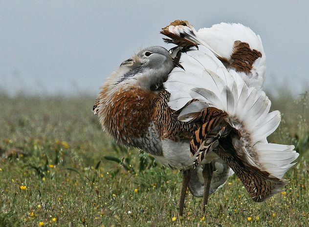  p>大鸨(学名: i>otis tarda /i>):是鸨形目,鸨科,鸨属的大型地栖 a
