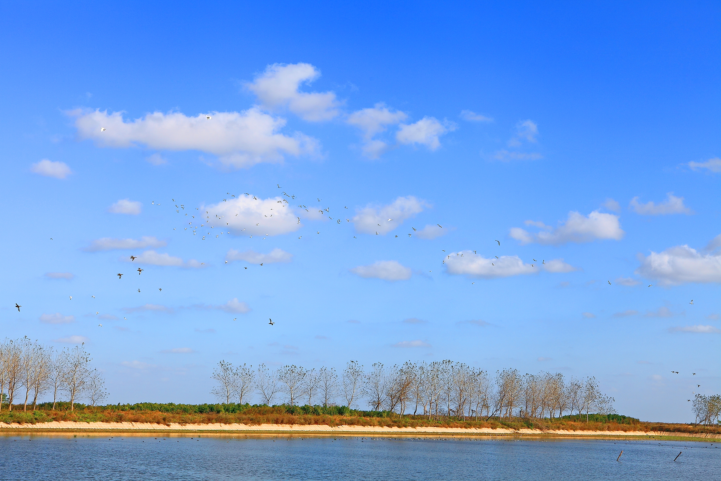  p data-id="gnbss9lxft">盐城湿地被誉为"东方湿地,百河之城"," a