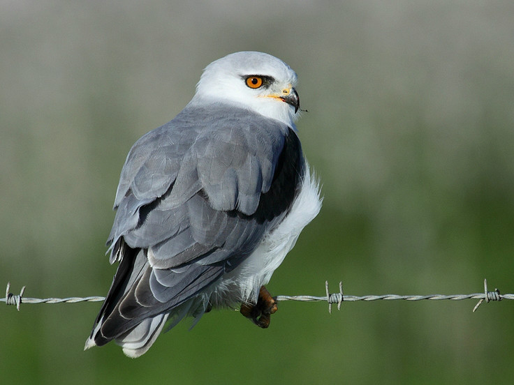  p>黑翅鸢(学名: i>elanus caeruleus /i>):小型 a href="#" data