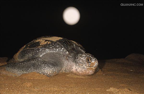 dermochelys coriacea