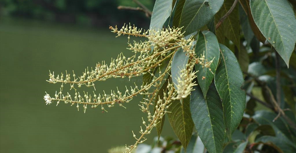  p>白背桤叶树(学名:clethra gronov.