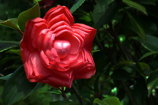  p>状元红茶花:又称" a target="_blank" href="/item/葡萄红